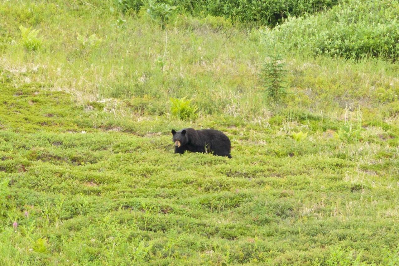 Caribou Lodge Alaska Talkeetna Buitenkant foto