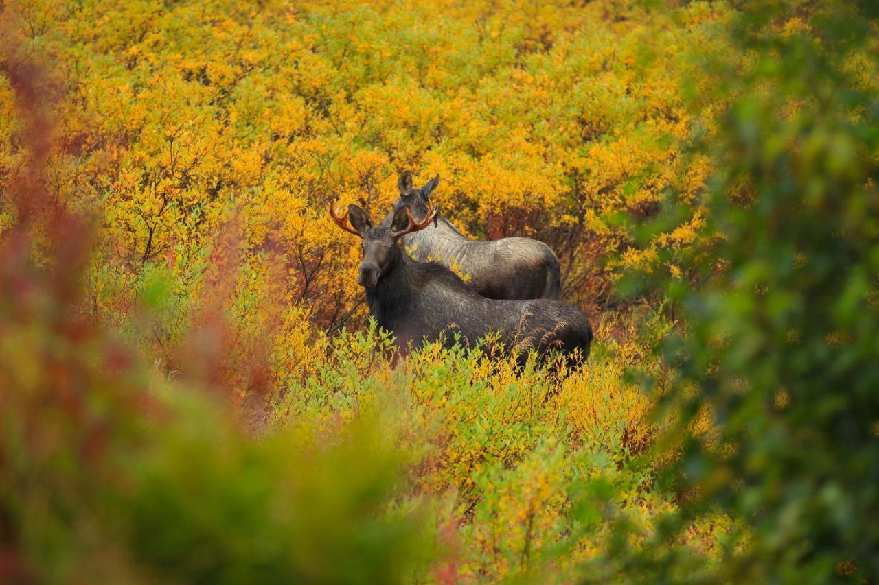 Caribou Lodge Alaska Talkeetna Buitenkant foto