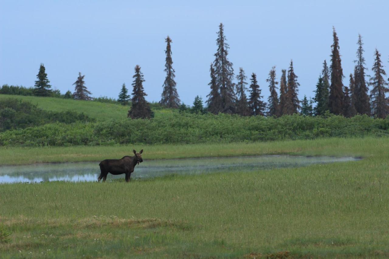 Caribou Lodge Alaska Talkeetna Buitenkant foto